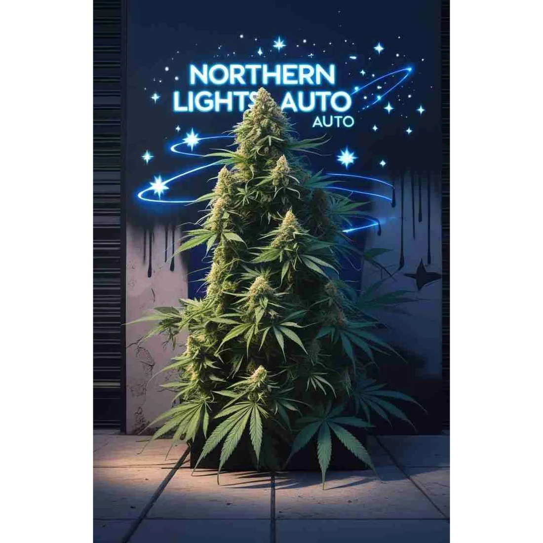 Northern Lights Auto Cannabis Seeds Northern Lights Auto Cannabis Seeds - Image 1